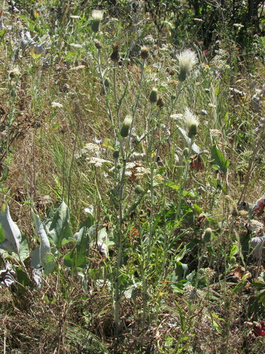 Image of Cirsium brevifolium by (c) Santiago Martín-Bravo, some rights reserved (CC BY)