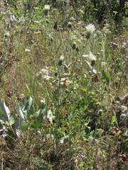 Cirsium brevifolium
