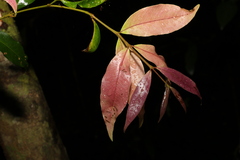 Syzygium floribundum
