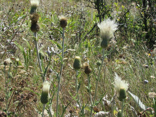 Image of Cirsium brevifolium by (c) Santiago Martín-Bravo, some rights reserved (CC BY)