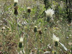Cirsium brevifolium