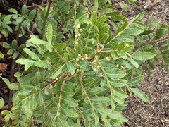 Schinus terebinthifolia
