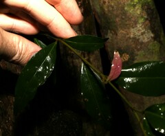 Syzygium floribundum