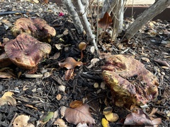 Xerocomellus dryophilus