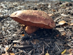 Xerocomellus dryophilus