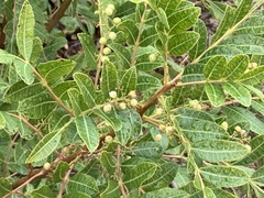 Schinus terebinthifolia