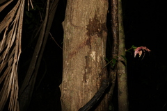 Syzygium floribundum
