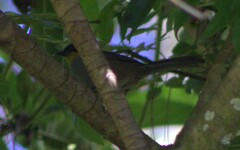Atlapetes albinucha