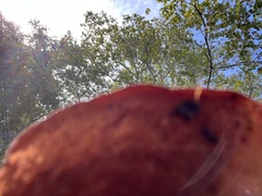 Xerocomellus dryophilus