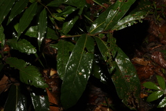 Cryptocarya obovata