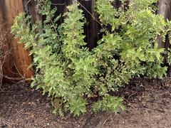 Schinus terebinthifolia