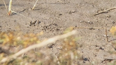 Minuca longisignalis