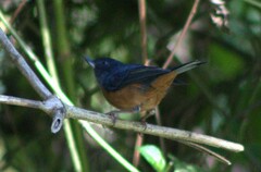 Diglossa baritula