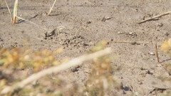 Minuca longisignalis