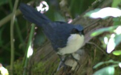 Melanotis hypoleucus