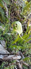 Pterostylis patens