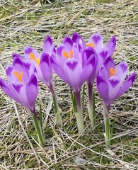Crocus heuffelianus