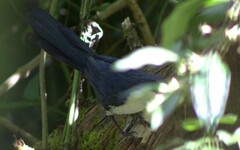 Melanotis hypoleucus
