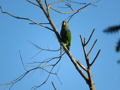Amazona vinacea