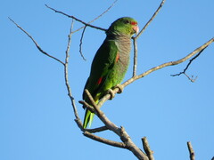 Amazona vinacea