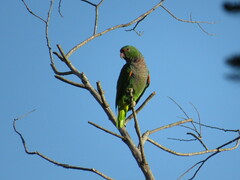 Amazona vinacea