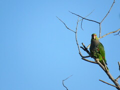 Amazona vinacea