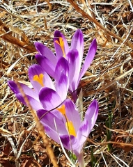 Crocus heuffelianus