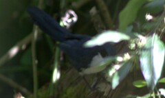 Melanotis hypoleucus