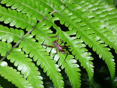 Listroscelidinae