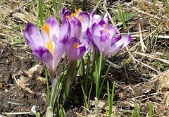 Crocus heuffelianus