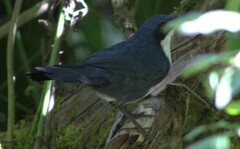 Melanotis hypoleucus