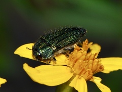 Acmaeodera resplendens