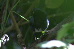 Melanotis hypoleucus