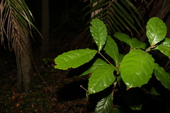 Sloanea australis