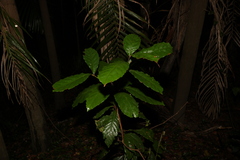 Sloanea australis