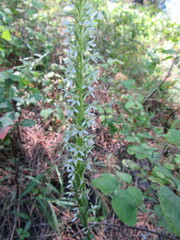 Platanthera elegans elegans
