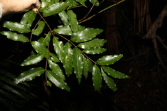 Cinnamomum oliveri