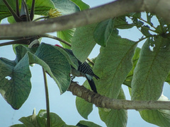 Melanerpes aurifrons