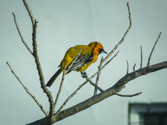 Icterus auratus