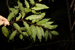 Cinnamomum oliveri