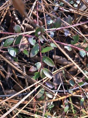 Vaccinium crassifolium
