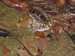 Thoropa miliaris