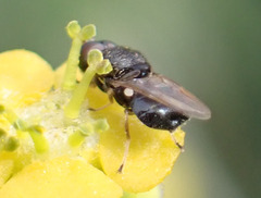 Alliophleps elliptica