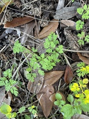 Chaerophyllum tainturieri