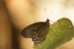 Parides photinus