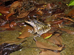 Thoropa miliaris
