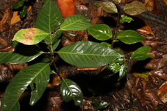 Rhodomyrtus psidioides