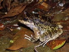 Thoropa miliaris