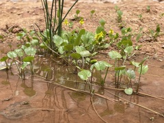 Halerpestes cymbalaria