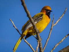 Icterus auratus